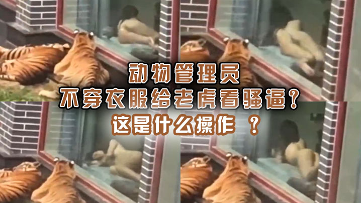 Animal managers don't wear clothes to show tiger bullying.